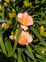 IMG_20260619_144050.webp