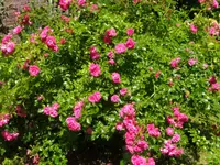 IMG_20260619_144037.webp