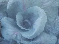 Rotkohl 21.06 (2).webp