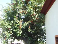 Sauerkirschen 21.06.26.webp