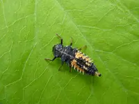 Asiatischer Marienkäfer.webp