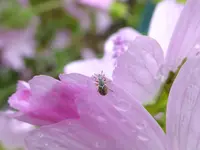 Zweifarbiges Malven-Spitzmäuschen.webp