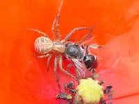 Buschkrabbenspinne.webp