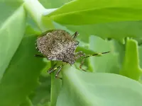 Halyomorpha halys.webp