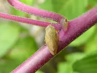 Wiesenschaumzikade.webp