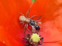 Xysticus spec..webp