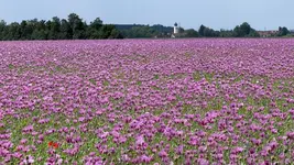IMG-20260531-WA0002.webp