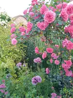 IMG_20260622_060139.webp