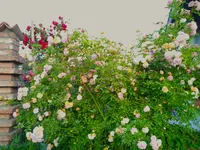 IMG_20260622_060745_1.webp