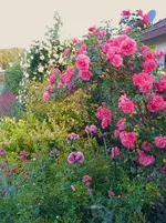 IMG_20260622_060849_1.webp
