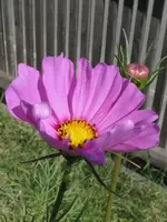 2026Cosmea3.webp
