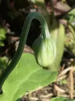 2026Crepis2.webp