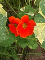 Kapuzinerkresse 22.06.26.webp