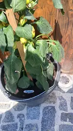 20260622_130008.webp