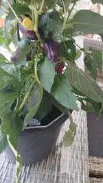 20260622_130202.webp