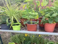 Erdbeeren_26-06-22_03.webp