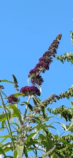 20260623_095709.webp