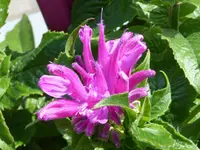 012.webp