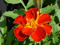 011.webp