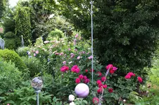Juni          5126.webp