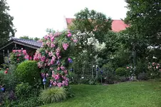 Juni          5426.webp