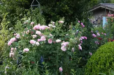 Juni          6226.webp