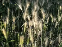 2026Gras3.webp