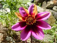 Dahliegria Tricolore.webp