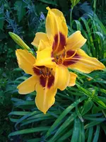 IMG_20260625_06Taglilie4516.webp