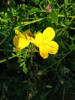 Nachtkerze.webp