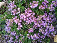 Thymian.webp