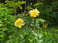 IMG_20260625_105107.webp