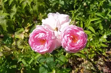 IMG_20260625_104912.webp
