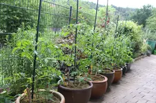 Tomaten 0126.webp