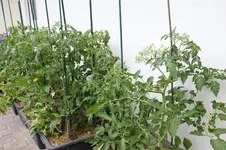 Tomaten 0226.webp