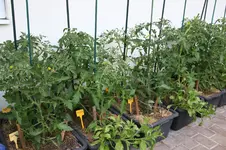 Tomaten 0326.webp