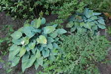 Hosta Schirm ohne 20260625.webp
