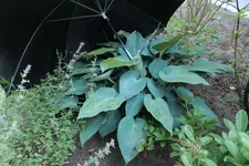 Hosta hinter Schirm 20260625.webp