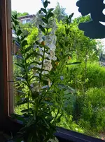 IMG_20260626_171100.webp