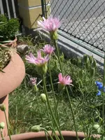 2026Crepis3.webp