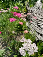 IMG_0767.webp