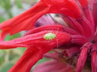 Weichwanze Larve.webp