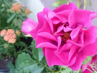 Rose Orienta Djamila.webp