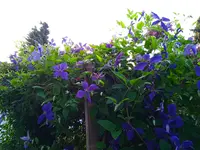 ,clematis the president.webp