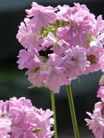 010.webp