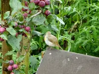 Rotkehlchen.webp