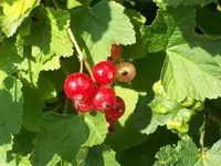 100_0094_800x600.webp