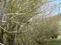 April 2010 915v.webp