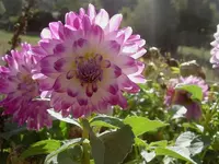 April 2010 924v.webp
