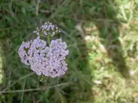 April 2010 922Schafgarbe v.webp
